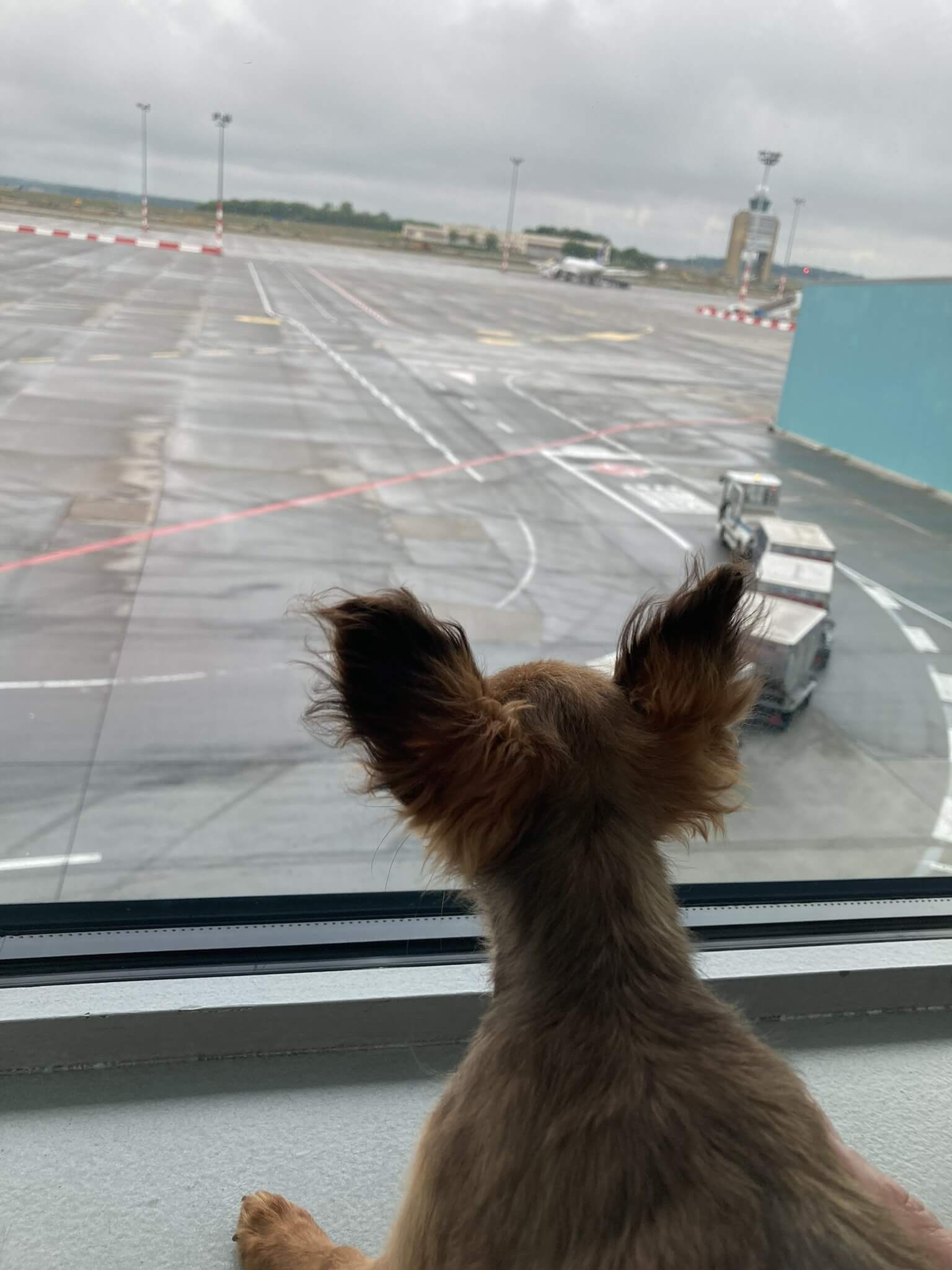 Russian toy puppy travel by flight