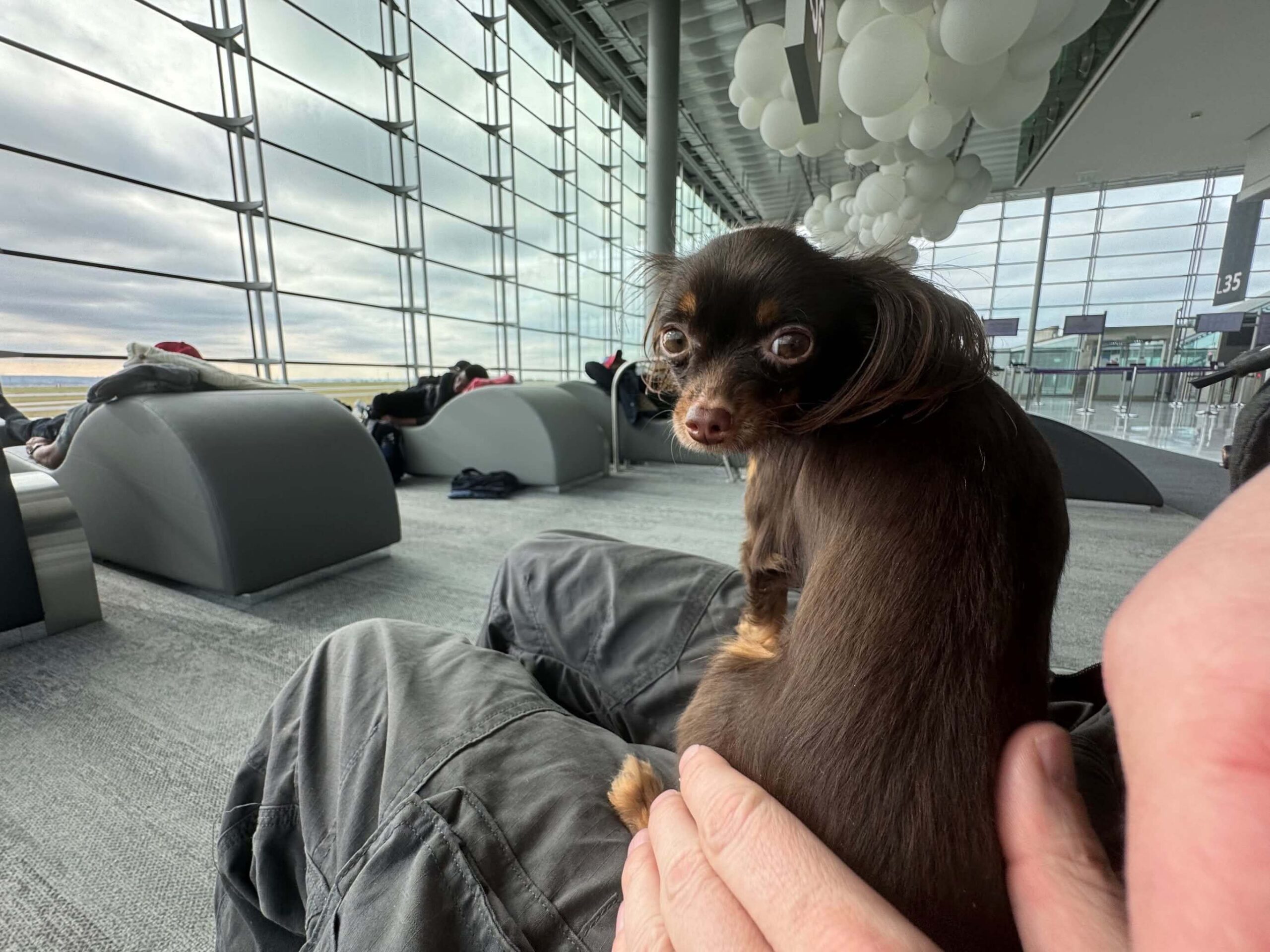 USA_Happy_russian toy puppy travel1