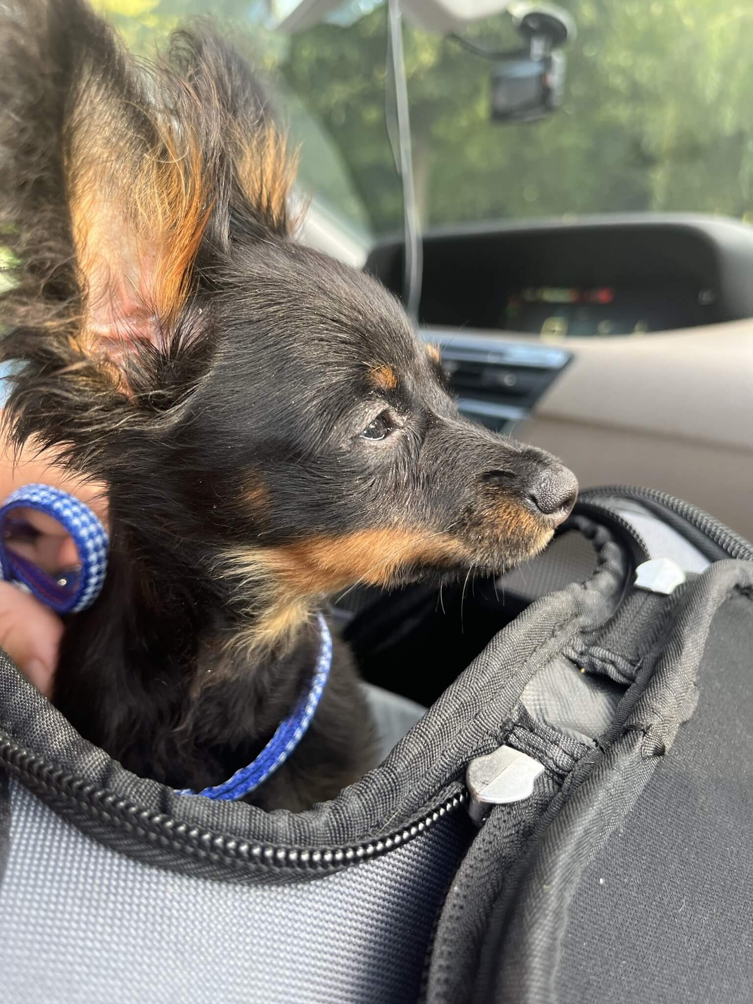 USA_Lego_russian toy puppy travel with breeder2