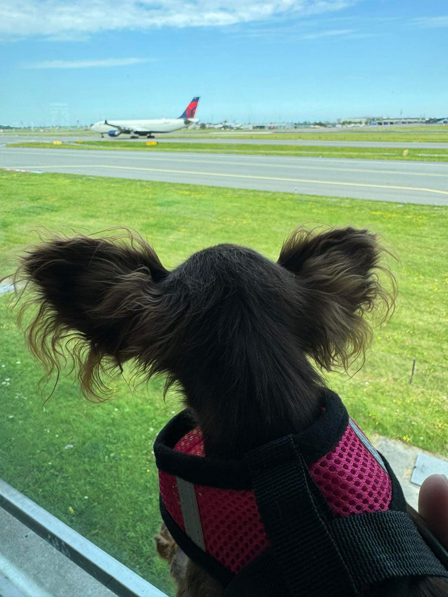 USA_Unique_russian toy puppy travel1