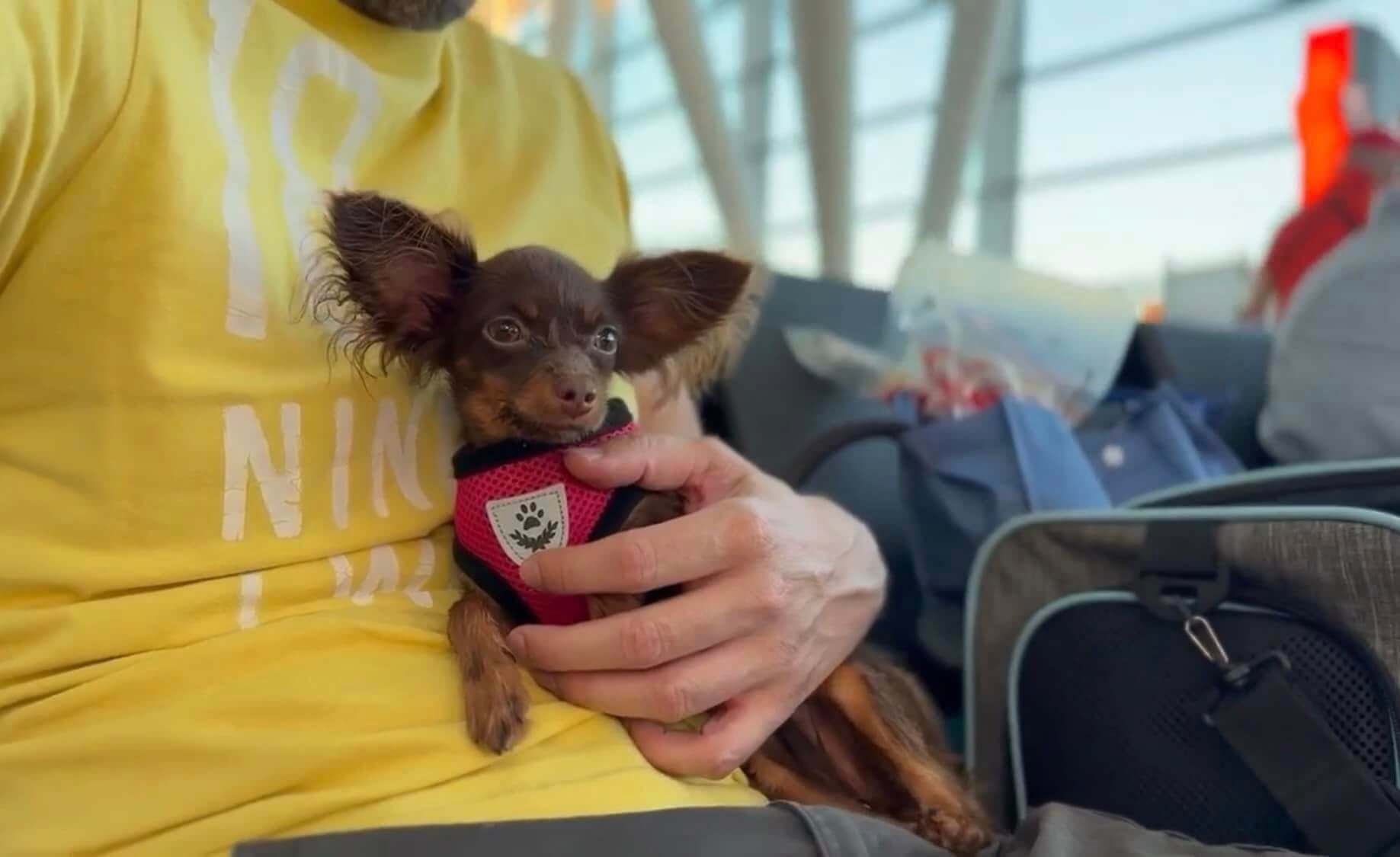 USA_Unique_russian toy puppy travel2