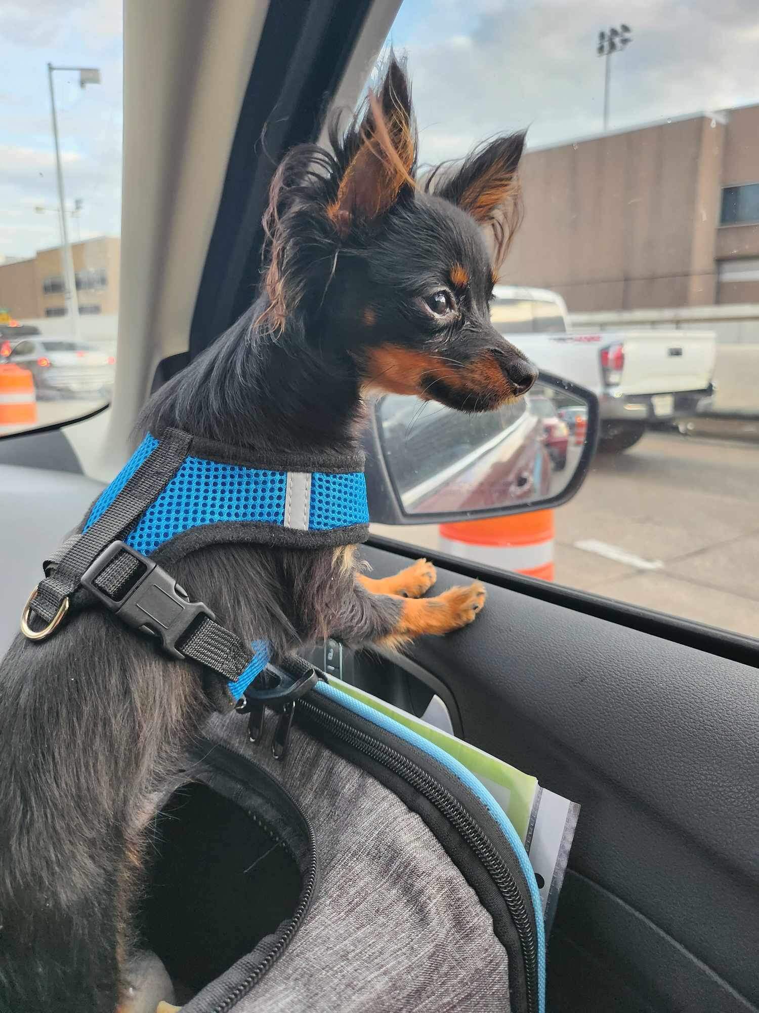 USA_Vitez_russian toy puppy travel3