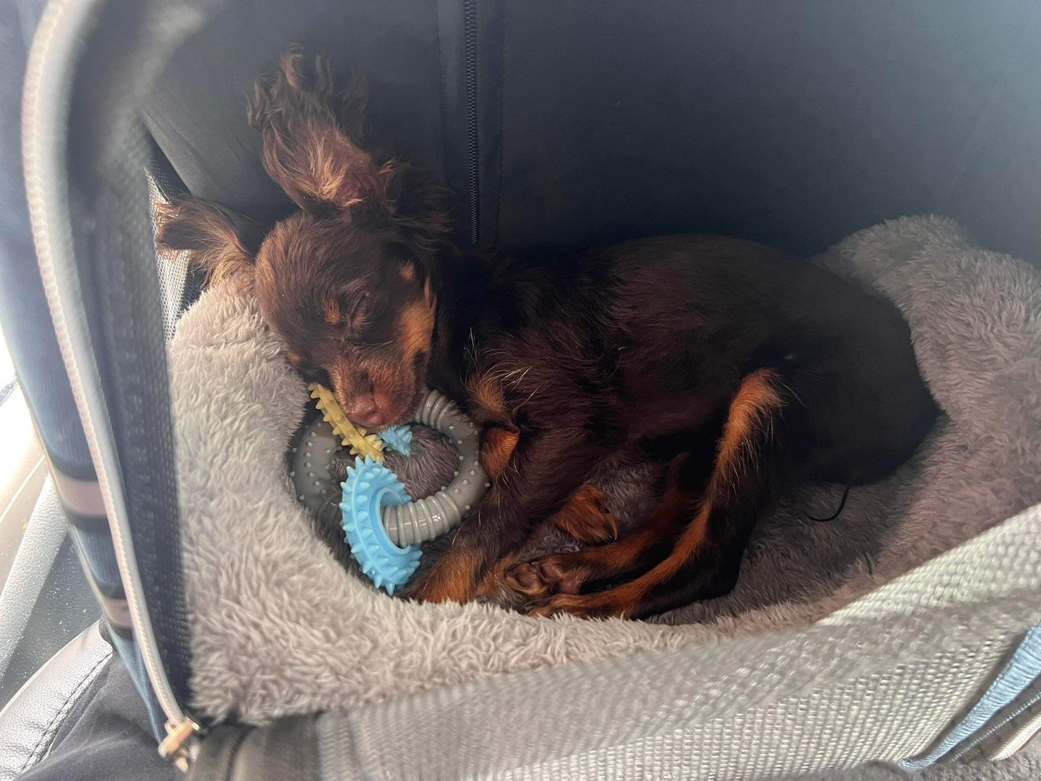 Worldiwide_Mézi_russian toy puppy travel home