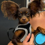 Russian Toy Dog Breed Overview – Lively, Loyal and Athletic